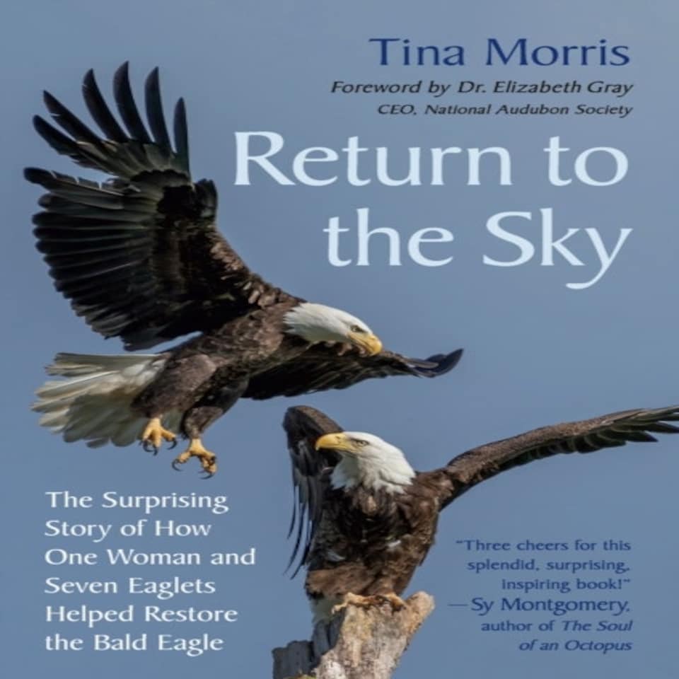 Return To The Sky