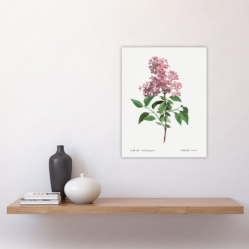 image 1 of Chinese Lilac Floral Redoute Vintage Wall Art Poster Print 12X16"