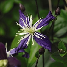 Clematis Aromatica 2 Litre Potted Plant x 1