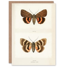 Sherman Denton Art Card Darling Underwing Moth Illustration
