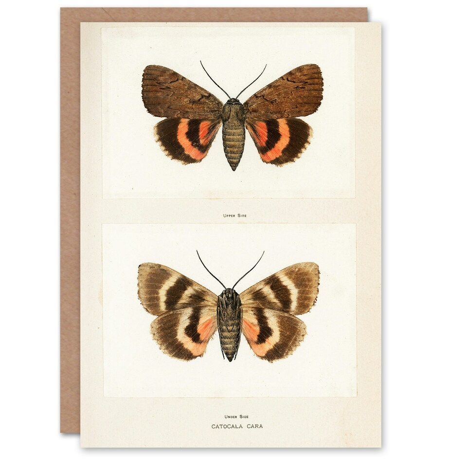 image 1 of Sherman Denton Art Card Darling Underwing Moth Illustration