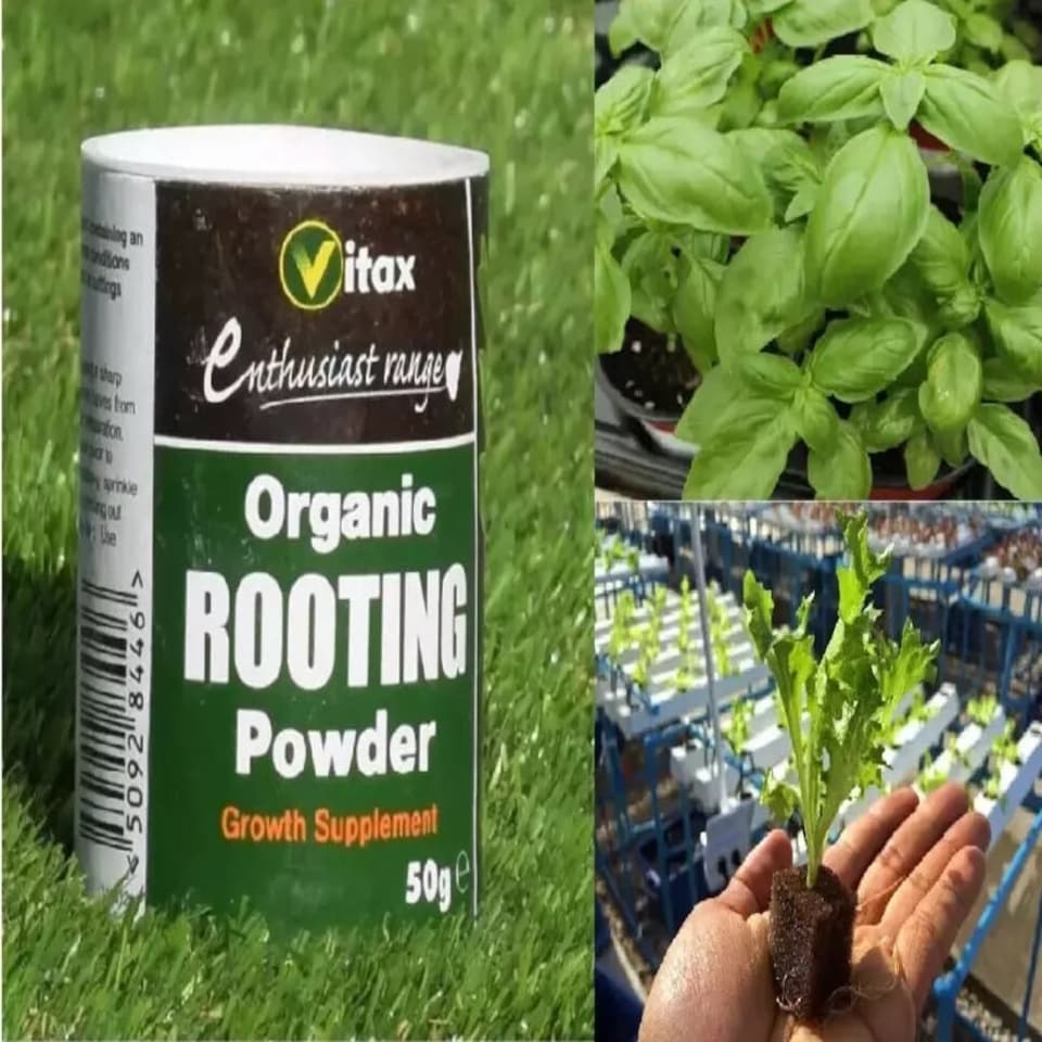 image 1 of Vitax® Organic Rooting Powder 50 g