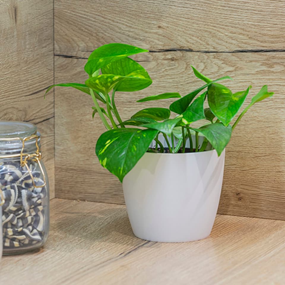 image 1 of Epipremnum pinnatum 'Aureum' in a 12 cm Pot - Devils Ivy Supplied as a Established Plant - Hanging House Plants for Indoor Office