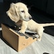 image 7 of Stairwedge Dog Steps Pack of 5 Soft grip carpet ramps with grooved safety for confident climbing Natural cork design supports mobility for dogs and small pets