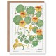 image 1 of Maurice Pillard Verneuil Art Card Nasturtium Flower