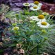 image 3 of Pack of 3 Tom Chambers Urban Dark Green Metal Herbaceous Garden Plant Support Grow Through Medium 50cm x 30cm