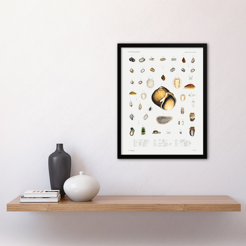image 1 of Augustus A Gould Sea Snail Shell Varieties Set Framed Wall Art Picture Print A3