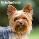 image 1 of Yorkshire Terrier 2026 Calendar | Square Wall Calendar | Dog Breed Gift | Plastic Free Packaging | by Avonside Publishing