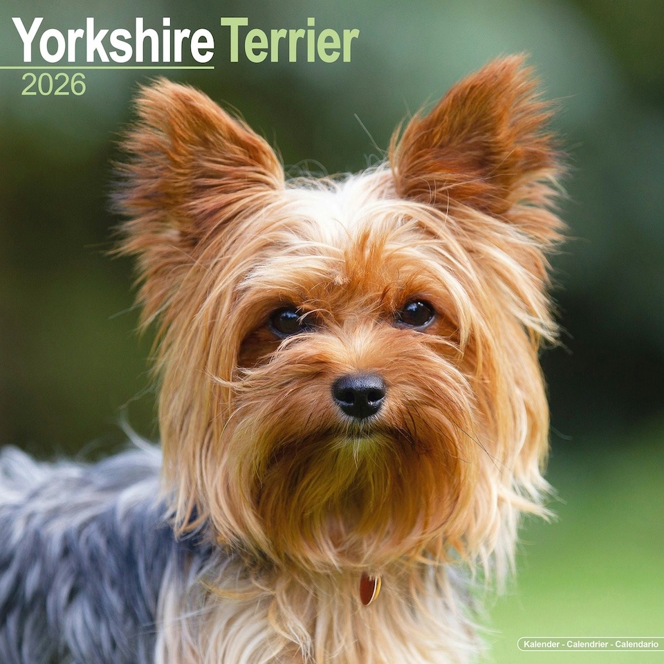 image 1 of Yorkshire Terrier 2026 Calendar | Square Wall Calendar | Dog Breed Gift | Plastic Free Packaging | by Avonside Publishing