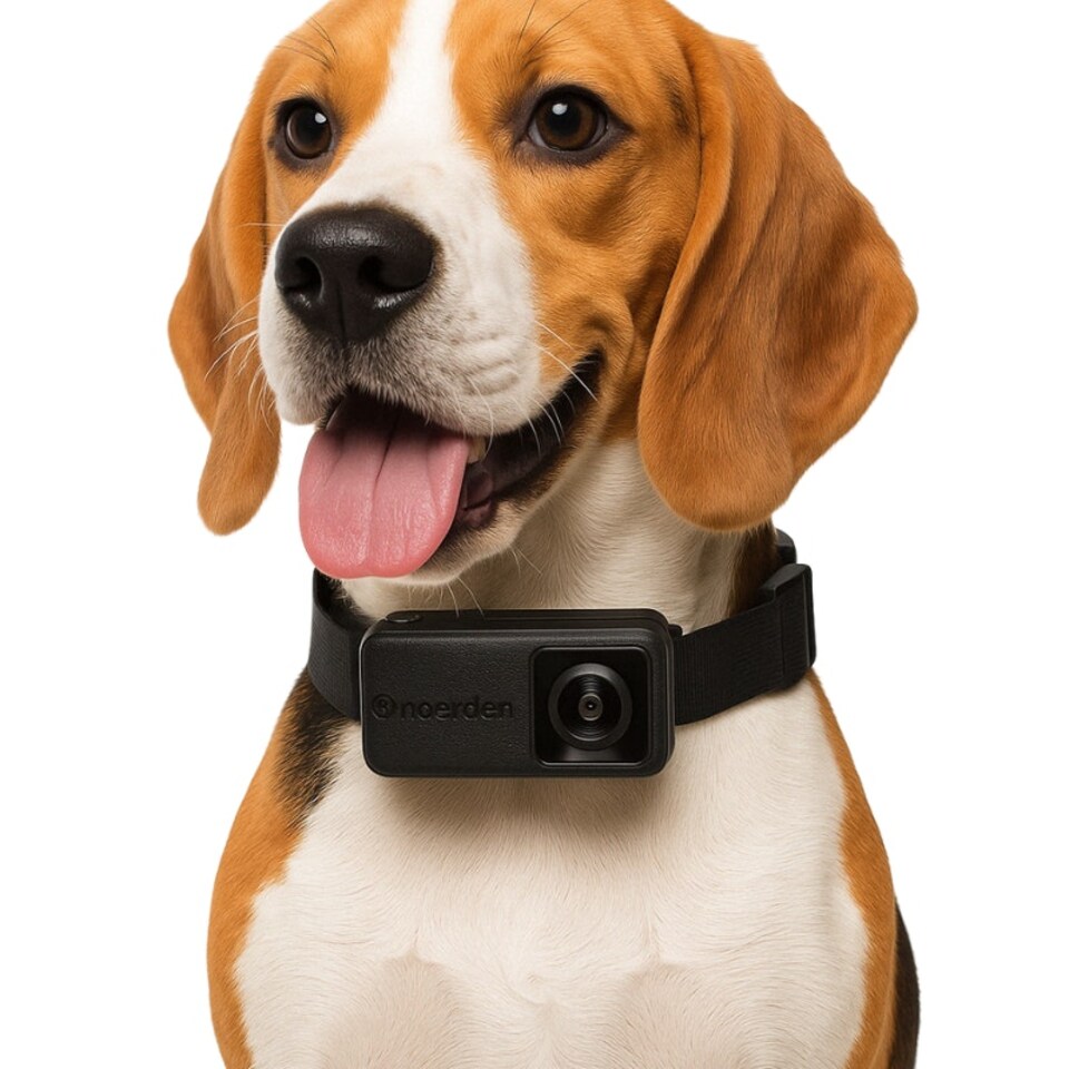 image 1 of PetPOV (HD Camera Collar) Black | M