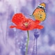 image 2 of Poppy with Butterfly Blank Any Occasion Greeting Card