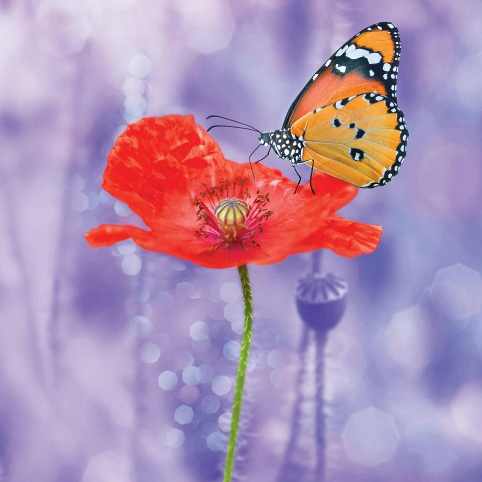 image 1 of Poppy with Butterfly Blank Any Occasion Greeting Card