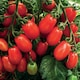 image 2 of Tomato (Cherry) Monterrey F1 (Organic) | Multi | Red