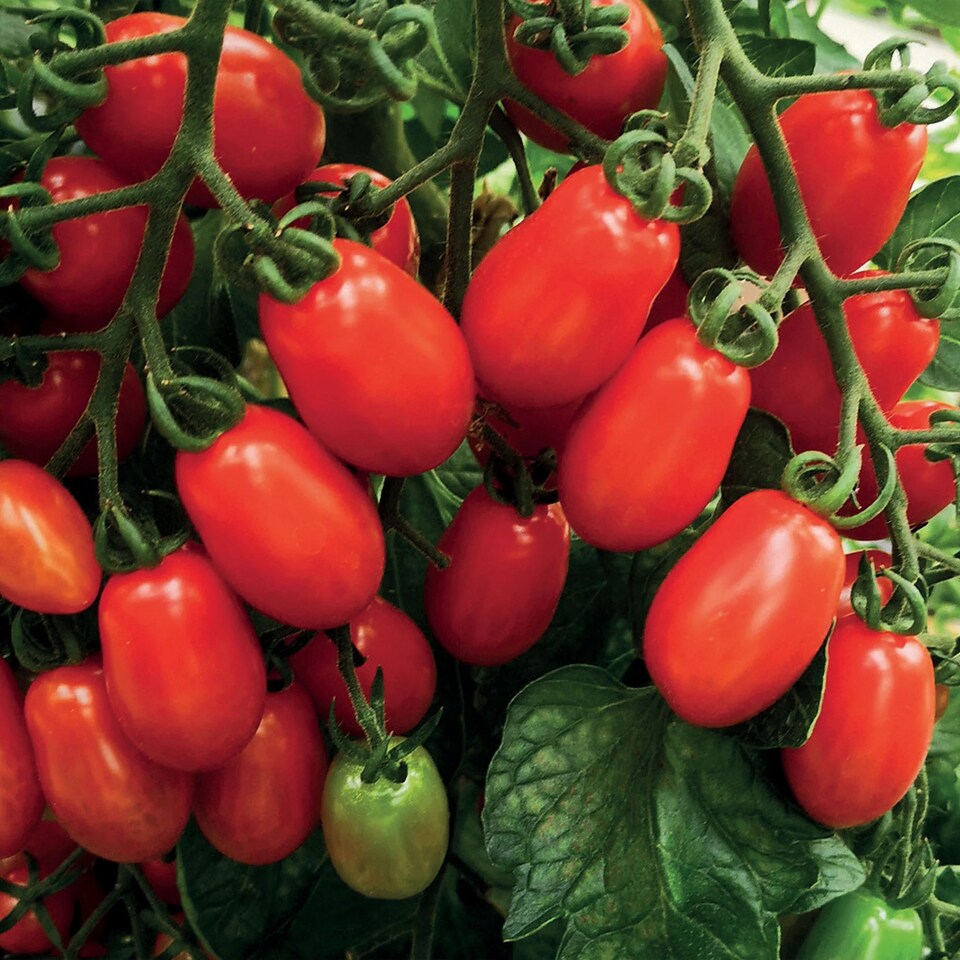 image 1 of Tomato (Cherry) Monterrey F1 (Organic) | Multi | Red