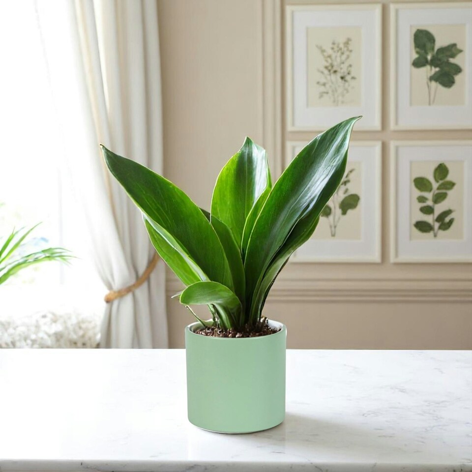 image 1 of Matte Sage Green Ceramic Indoor Plant Pot - H13 x W13.5cm Cream