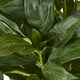 image 3 of Large Peony Plant in Pot - Plastic - L46 x W46 x H71 cm - White