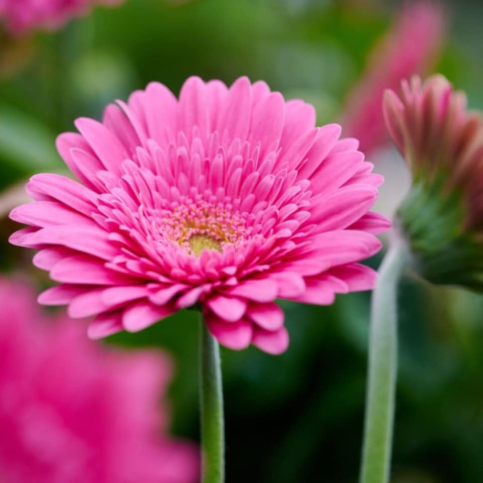 image 1 of Gerbera Garvinea Sweet Maggie 7cm Potted Plant x 4