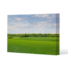 Summer landscape with hilly green field and forest in the distance (Canvas Print) 127 x 101 x 4cm