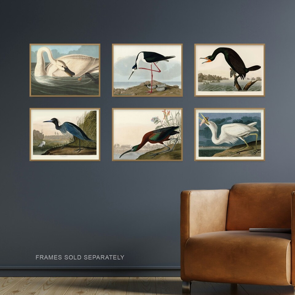 image 1 of Pack Of 6 Vintage Audubon Birds Heron Ibis Cormorant Animal Wall Art Prints 12X16 Inch