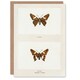 image 1 of Sherman Denton Art Card Silver Spotted Skipper Butterfly