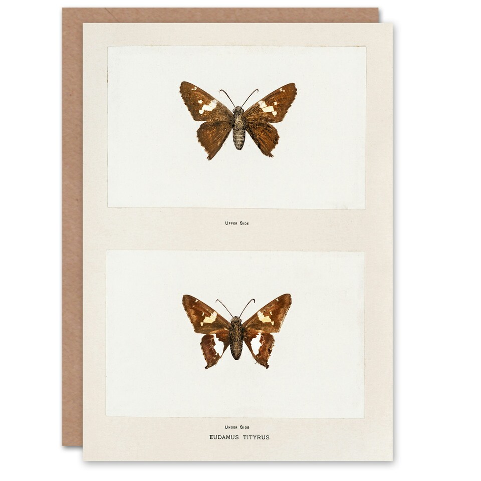 image 1 of Sherman Denton Art Card Silver Spotted Skipper Butterfly