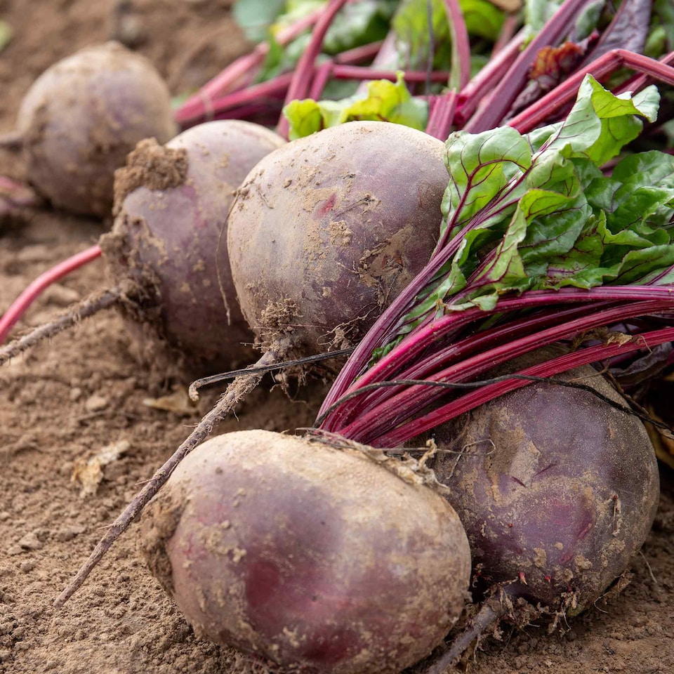 image 1 of Marshalls Garden Beetroot 'Pablo' 12 plug plants | Red | Red and Purple