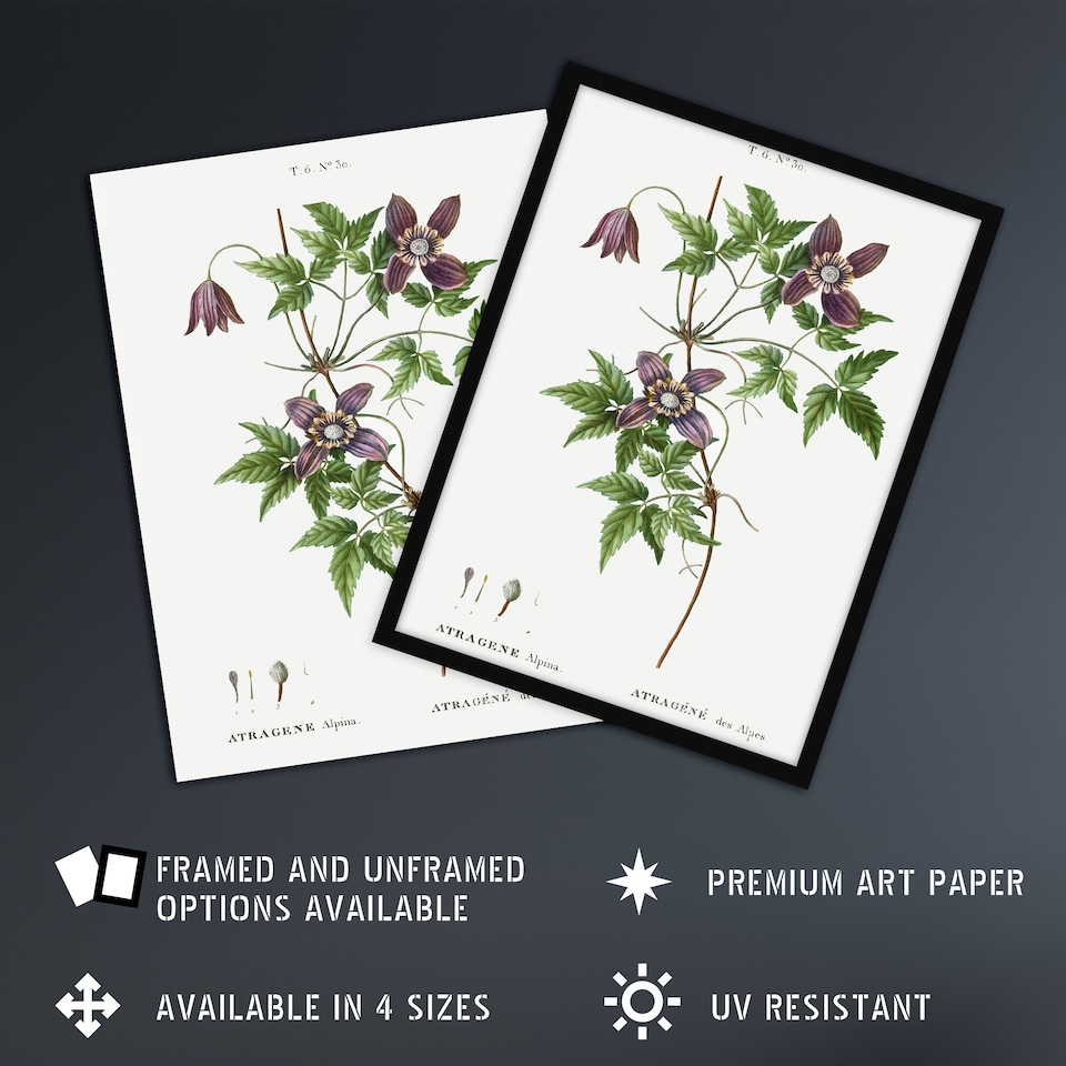 image 1 of Alpine Clematis Flower Redoute Vintage Huge Wall Art Print 18X24 In