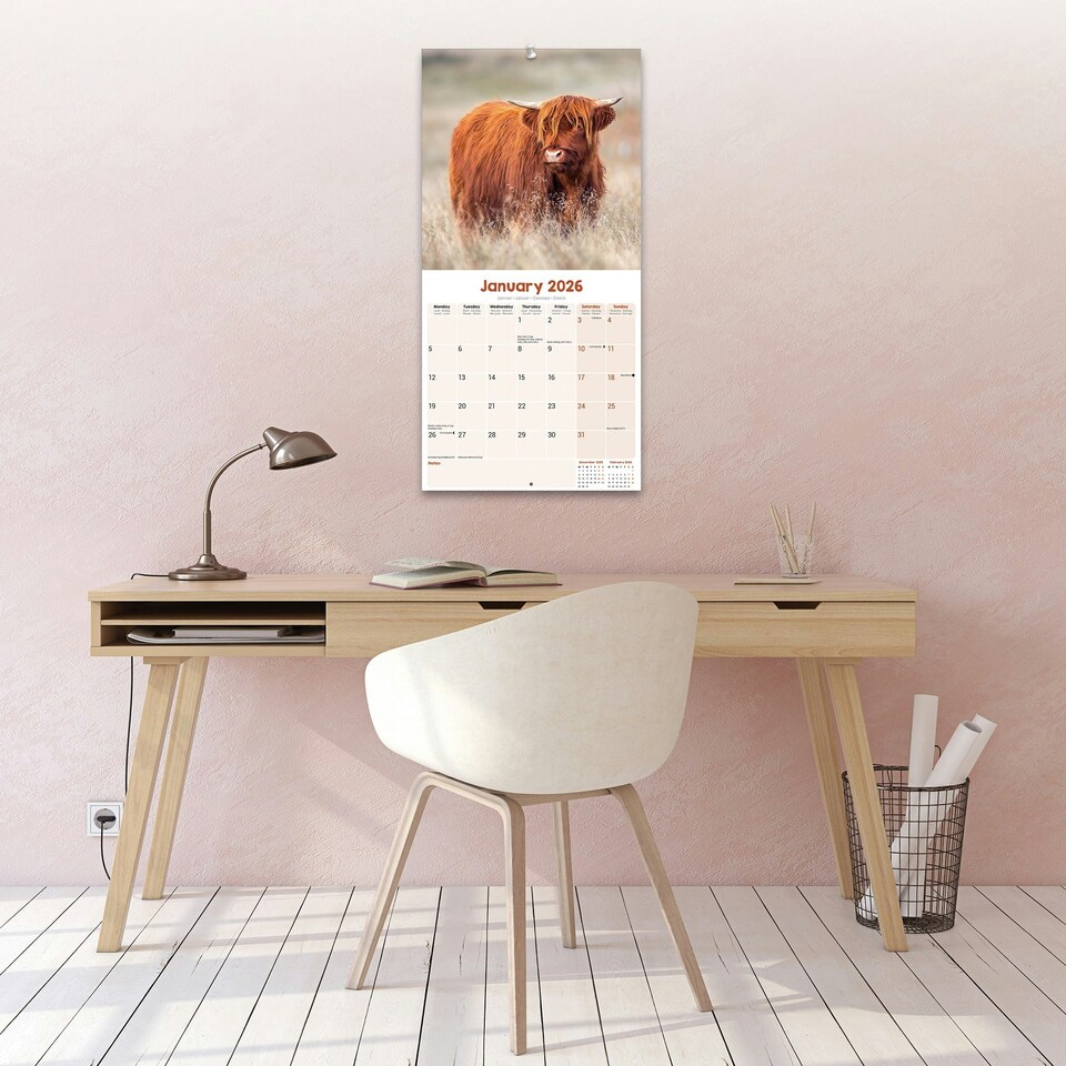 image 1 of Highland Cows 2026 Calendar | Square Wall Calendar | Farm Animal Gift | Plastic Free Packaging | by Avonside Publishing