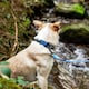 image 3 of Mountain Paws Blue Ombre Dog Collar | Blue | XL
