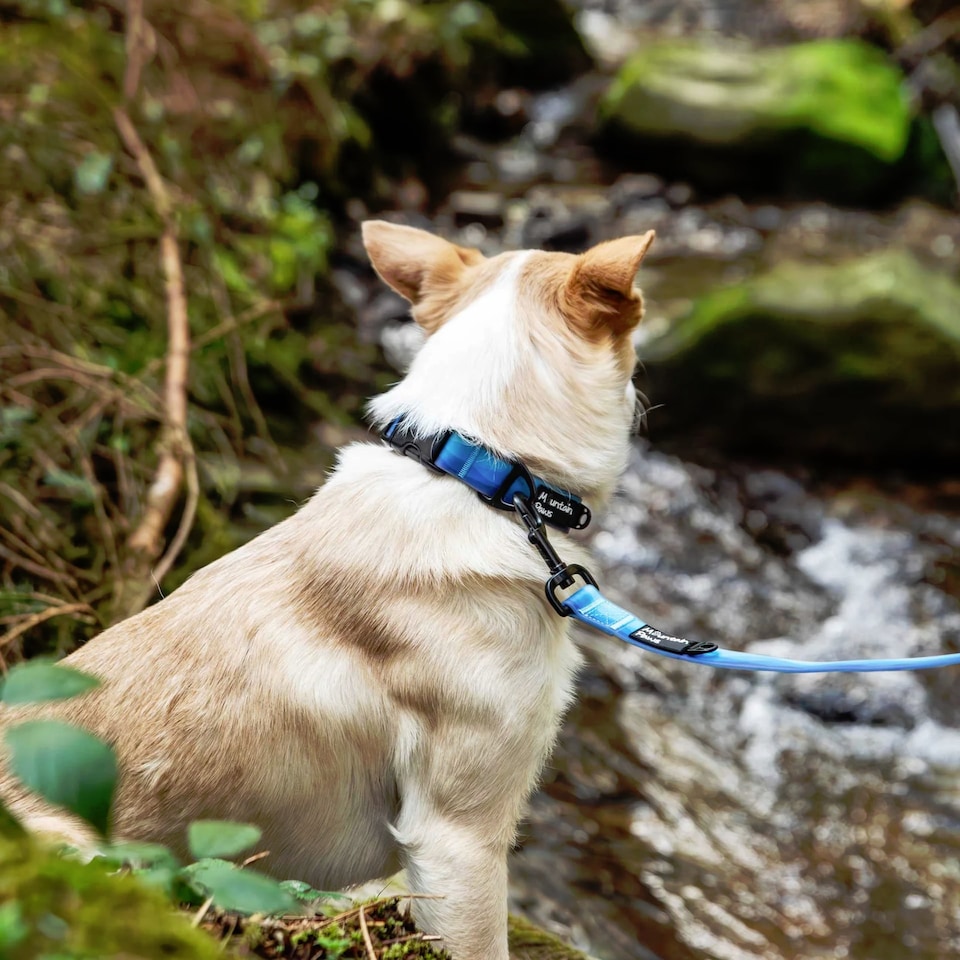 image 1 of Mountain Paws Blue Ombre Dog Collar | Blue | XL