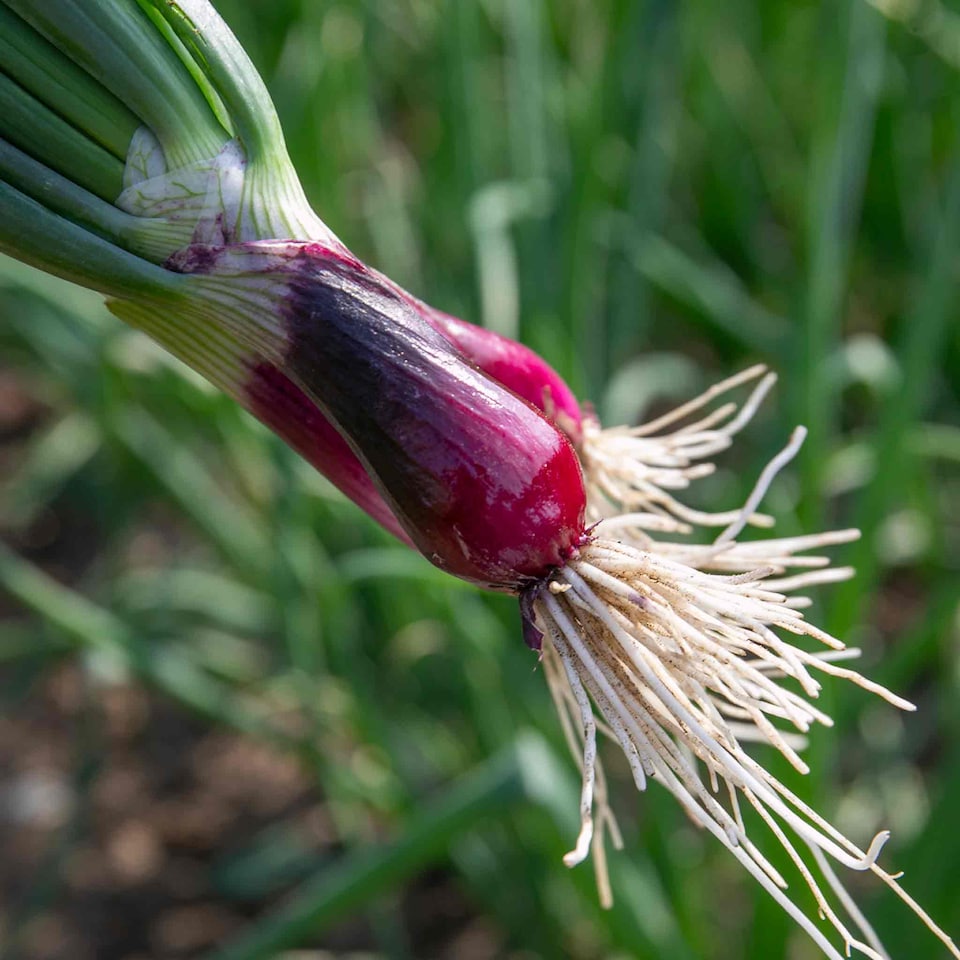 image 1 of Marshalls Garden Spring Red Onion Seeds 'Lilia' 500 seeds