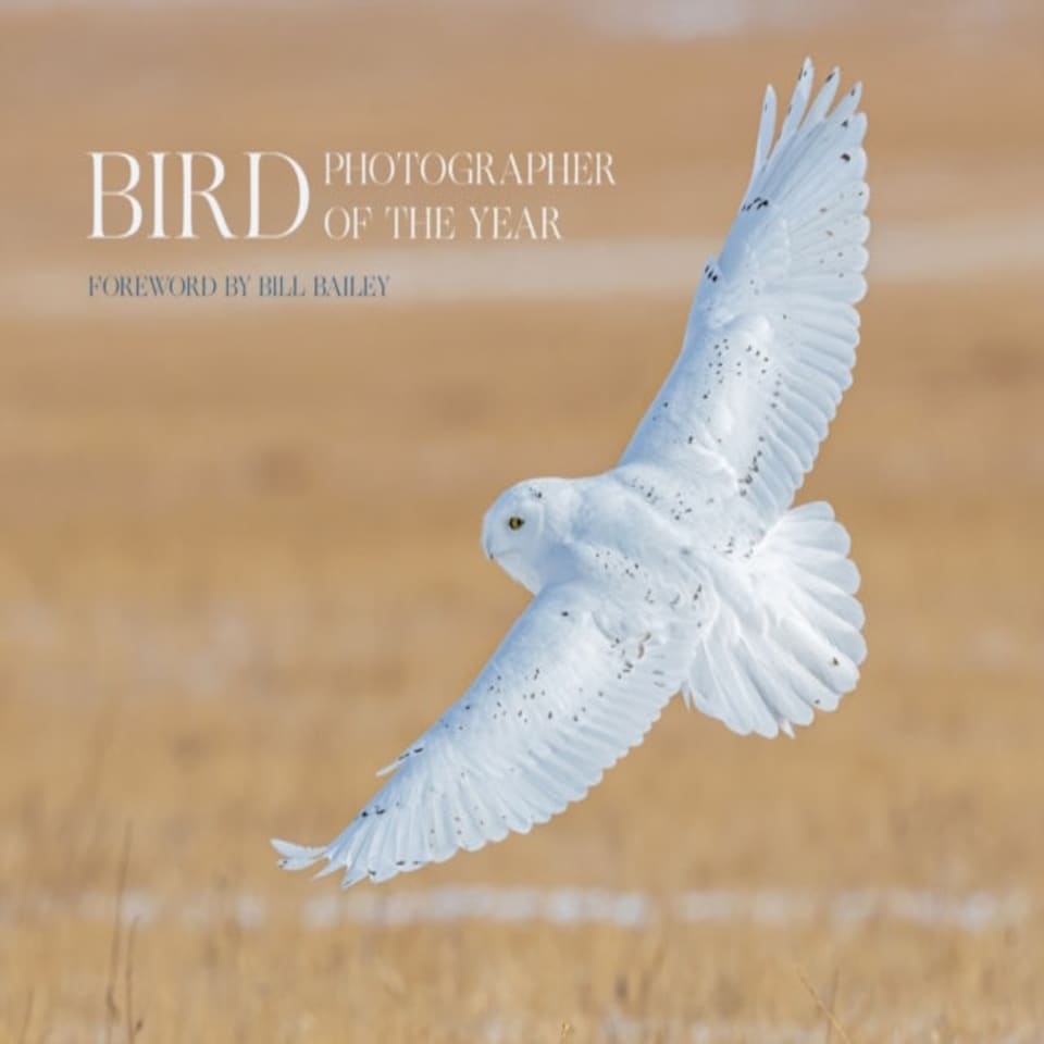Bird Photographer Of The Year