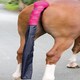 image 2 of Shires Padded Tail Guard With Bag Blue | Colour: Navy Blue
Size: One Size