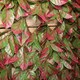 image 4 of 100cm x 200cm Artificial Fence Garden Trellis Privacy Screening Indoor Outdoor Wall Panel - Red Beech Leaf
