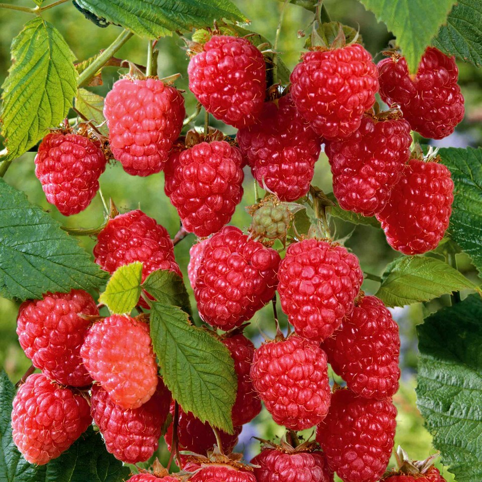 image 1 of Marshalls Garden Raspberry 'Cascade Delight' 5 bare root