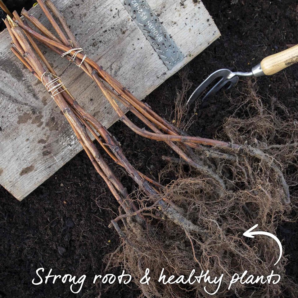 image 1 of Marshalls Garden Raspberry Polka - Late Primocane Bare-Root