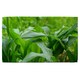 image 1 of Green Leaves corn fields as background Designer Bath Towel | Multi