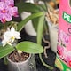 image 10 of Miracle-Gro® Peat Free Orchid Compost 6L