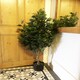 image 3 of Artificial 110cm Evergreen Twist Ficus Tree Multicolour Planter | Green | 3ft