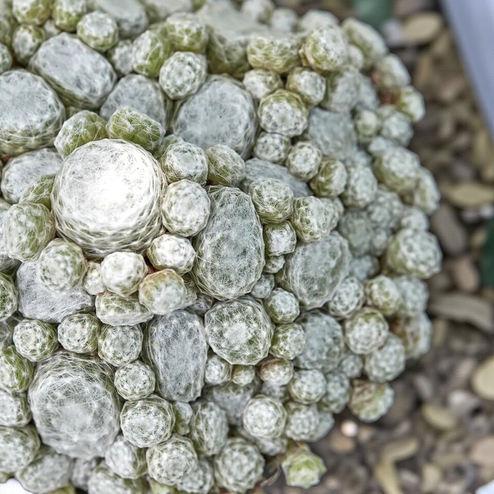 image 1 of Carbeth Plants Sempervivum Arctic White - Drought Tolerant & Easy Care Plant | Multi