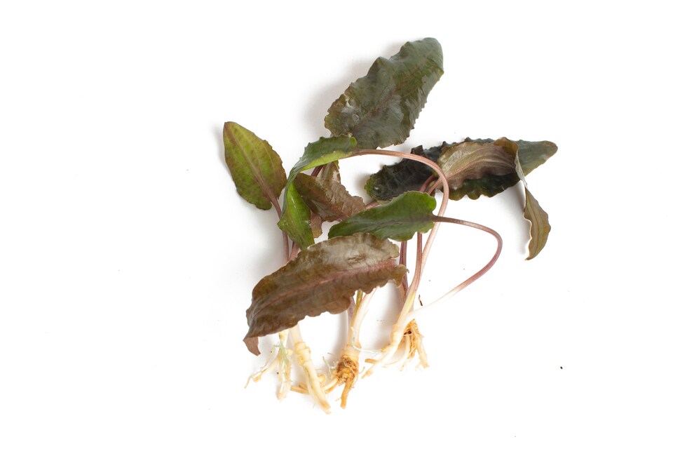 image 1 of Cryptocoryne beckettii - Live Aquarium Plant for Midground Planting, Low Light, Beginner Friendly - Fish Tank Plant