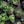 Green, Purple