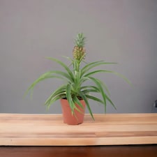 Pineapple Plant 12cm  Ananas comosus Aromatic Indoor Houseplant