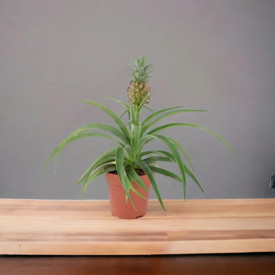 Pineapple Plant 12cm  Ananas comosus Aromatic Indoor Houseplant