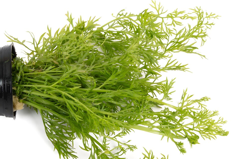 image 1 of Water Sprite (Ceratopteris siliquosa) - Live Aquarium Plant for Background Planting, No CO2 Needed - Fish Tank Plant