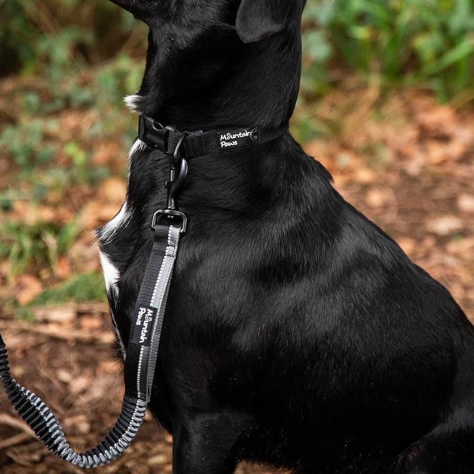 image 1 of Mountain Paws Extra Stretch Dog Lead