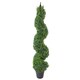 image 1 of Buxus Boxwood Spiral Trees 120cm Buxus Spiral Single 120cm Plants | Green | 4ft