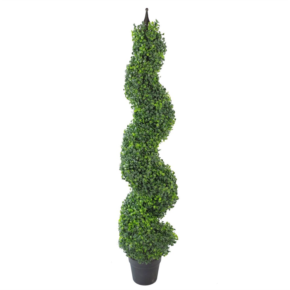 image 1 of Buxus Boxwood Spiral Trees 120cm Buxus Spiral Single 120cm Plants | Green | 4ft