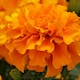 image 1 of Carbeth Plants Marigold Bedding Plants - 6 Pack French Orange Bedding Plant