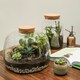 image 4 of Bowl Shape Terrarium DIY Kit Clear